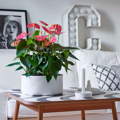 Blooming Houseplants Flamingoblume - Anthurium 'Maine Pink' - Höhe 55-70Cm - Ø17Cm 