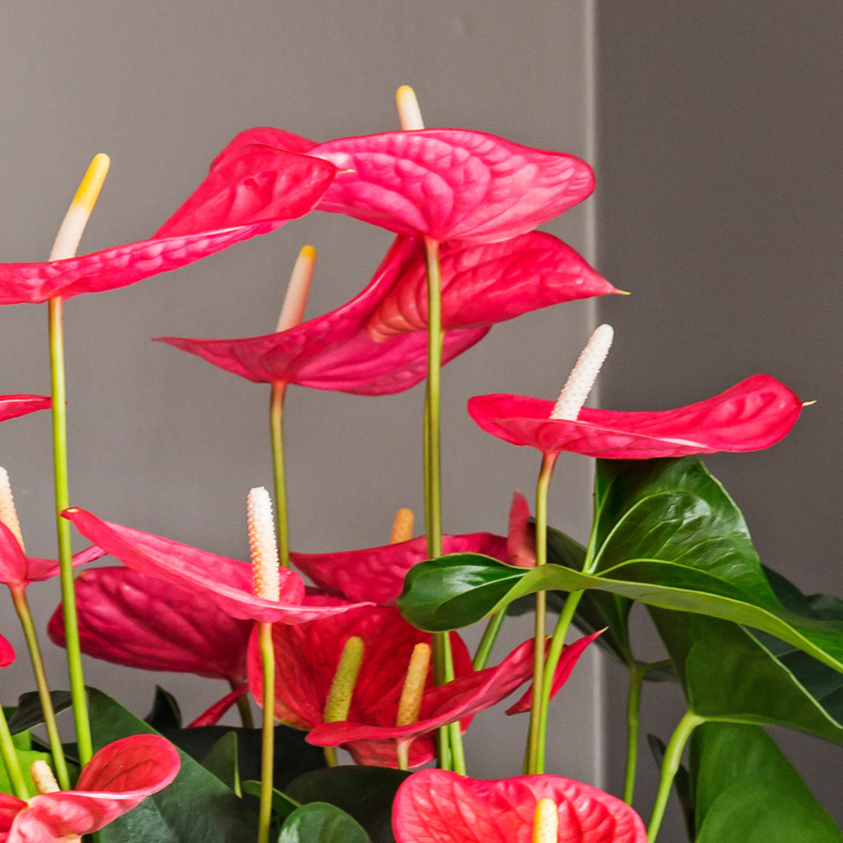 Blooming Houseplants Flamingoblume - Anthurium 'Maine Pink' - Höhe 55-70Cm - Ø17Cm 