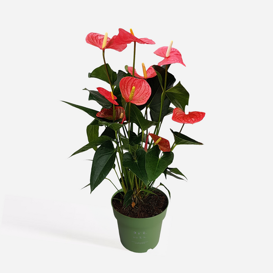 Blooming Houseplants Flamingoblume - Anthurium 'Maine Pink' - Höhe 55-70Cm - Ø17Cm 