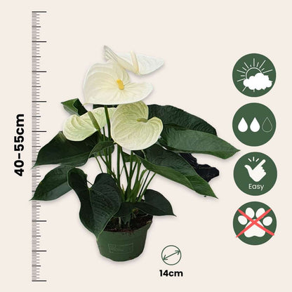 Blooming Houseplants Flamingoblume - Anthurium 'Alpine White' - Höhe 40-55Cm - Ø14Cm 
