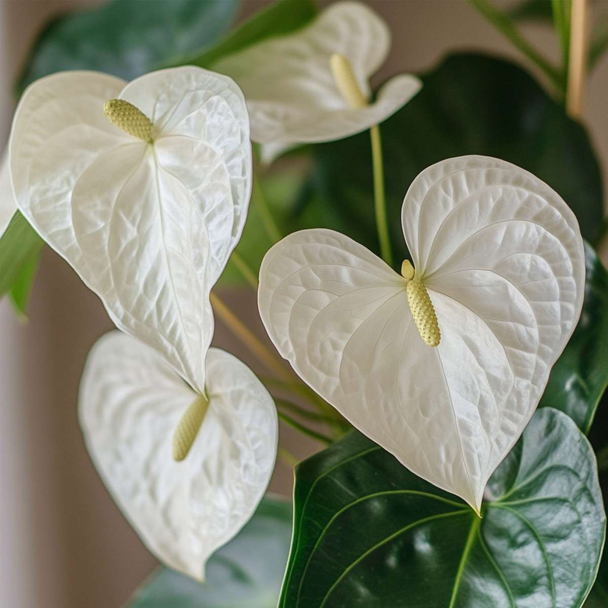 Blooming Houseplants Flamingoblume - Anthurium 'Alpine White' - Höhe 40-55Cm - Ø14Cm 