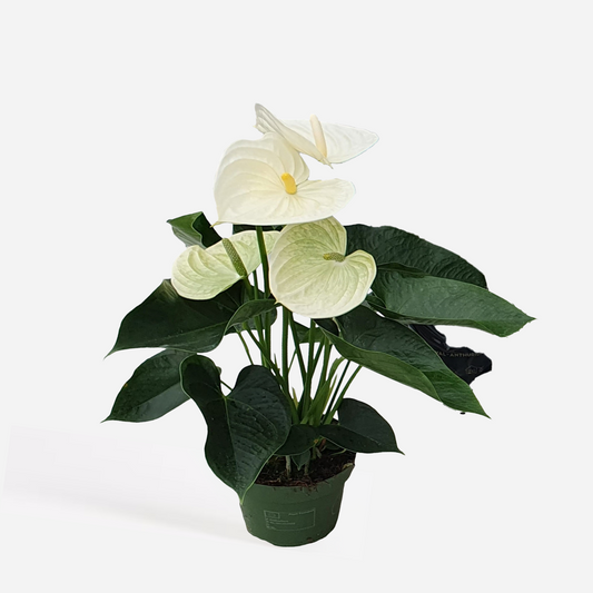 Blooming Houseplants Flamingoblume - Anthurium 'Alpine White' - Höhe 40-55Cm - Ø14Cm 