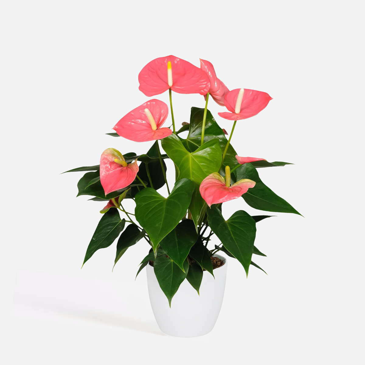 Blooming Houseplants Flamingoblume - Anthurium 'Colorado Pink' - Höhe 40-55Cm - Ø14Cm 