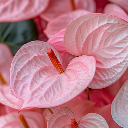 Blooming Houseplants Flamingoblume - Anthurium 'Colorado Pink' - Höhe 40-55Cm - Ø14Cm 