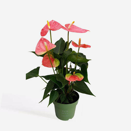 Blooming Houseplants Flamingoblume - Anthurium 'Colorado Pink' - Höhe 40-55Cm - Ø14Cm 