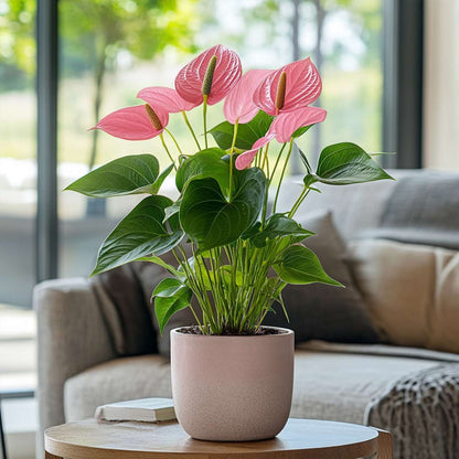 Blooming Houseplants Flamingoblume - Anthurium 'Colorado Pink' - Höhe 40-55Cm - Ø14Cm 