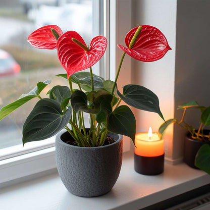 Blooming Houseplants Flamingoblume - Anthurium 'Royal Champion' - Höhe 35-45Cm - Ø12Cm 