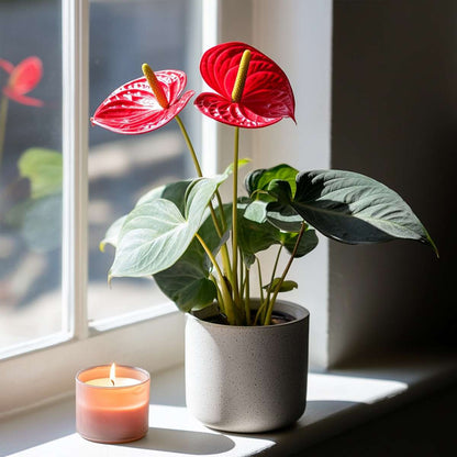 Blooming Houseplants Flamingoblume - Anthurium 'Royal Champion' - Höhe 35-45Cm - Ø12Cm 