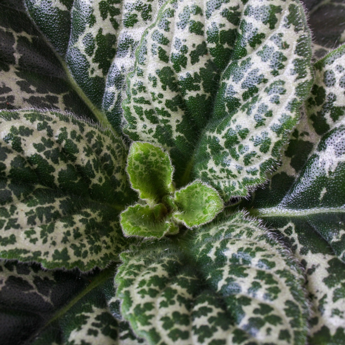 Other Green Houseplants Drehfrucht - 2Er-Set - Streptocarpus 'Pretty Turtle' - Höhe 25-35Cm - ⌀13Cm 