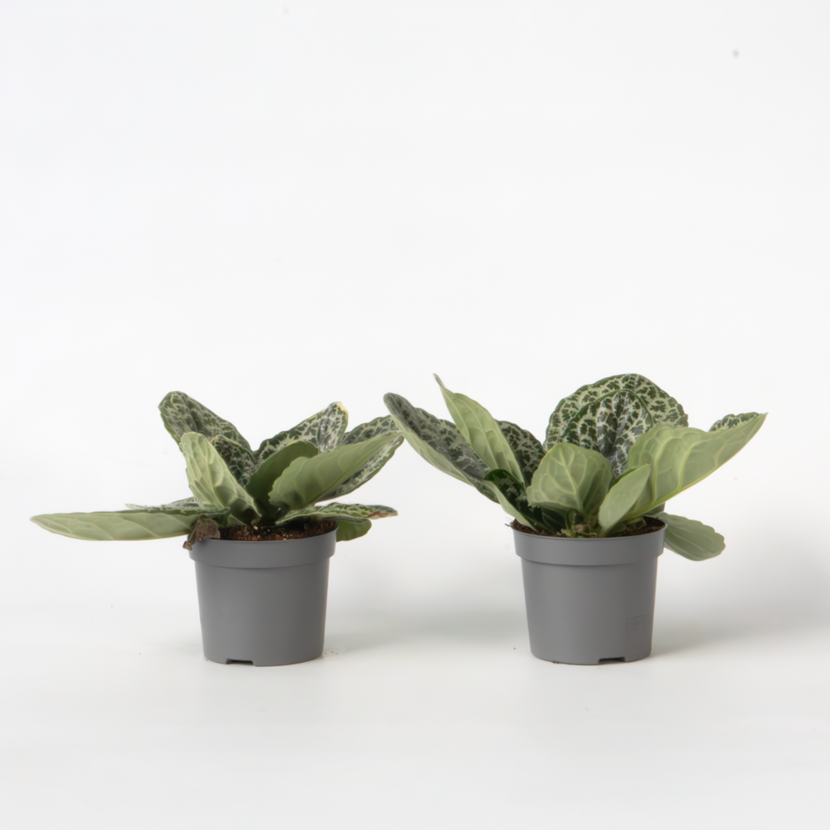 Other Green Houseplants Drehfrucht - 2Er-Set - Streptocarpus 'Pretty Turtle' - Höhe 25-35Cm - ⌀13Cm 