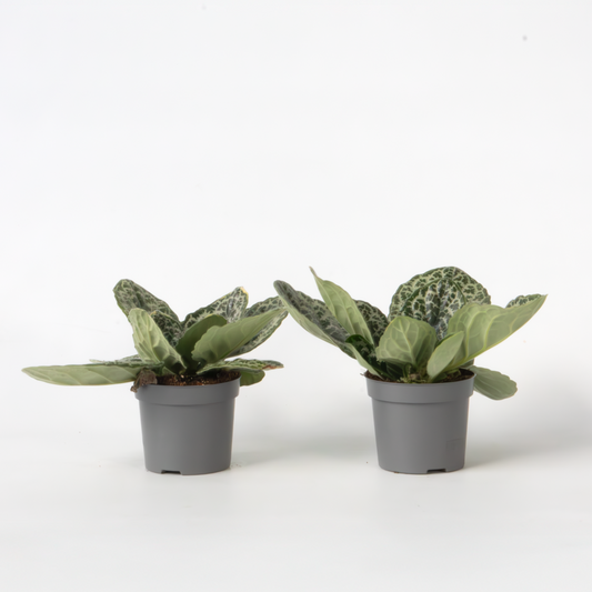 Other Green Houseplants Drehfrucht - 2Er-Set - Streptocarpus 'Pretty Turtle' - Höhe 25-35Cm - ⌀13Cm 