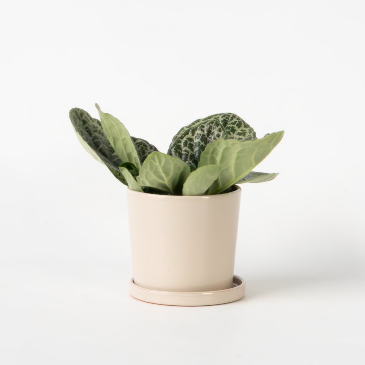 Other Green Houseplants Drehfrucht - Streptocarpus 'Pretty Turtle' - Höhe 25-35Cm - ⌀13Cm 