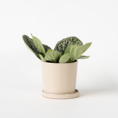 Other Green Houseplants Drehfrucht - Streptocarpus 'Pretty Turtle' - Höhe 25-35Cm - ⌀13Cm 