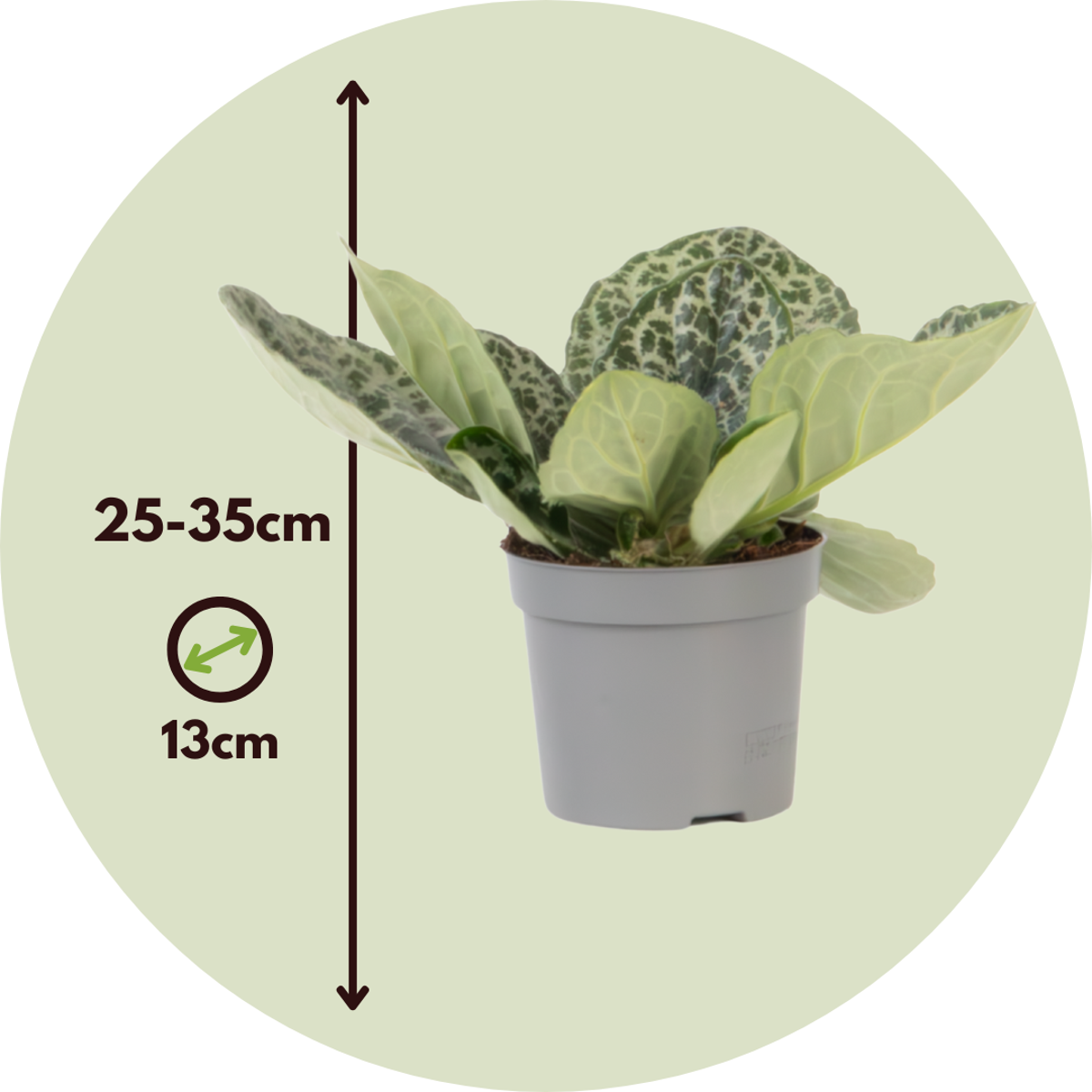 Other Green Houseplants Drehfrucht - Streptocarpus 'Pretty Turtle' - Höhe 25-35Cm - ⌀13Cm 