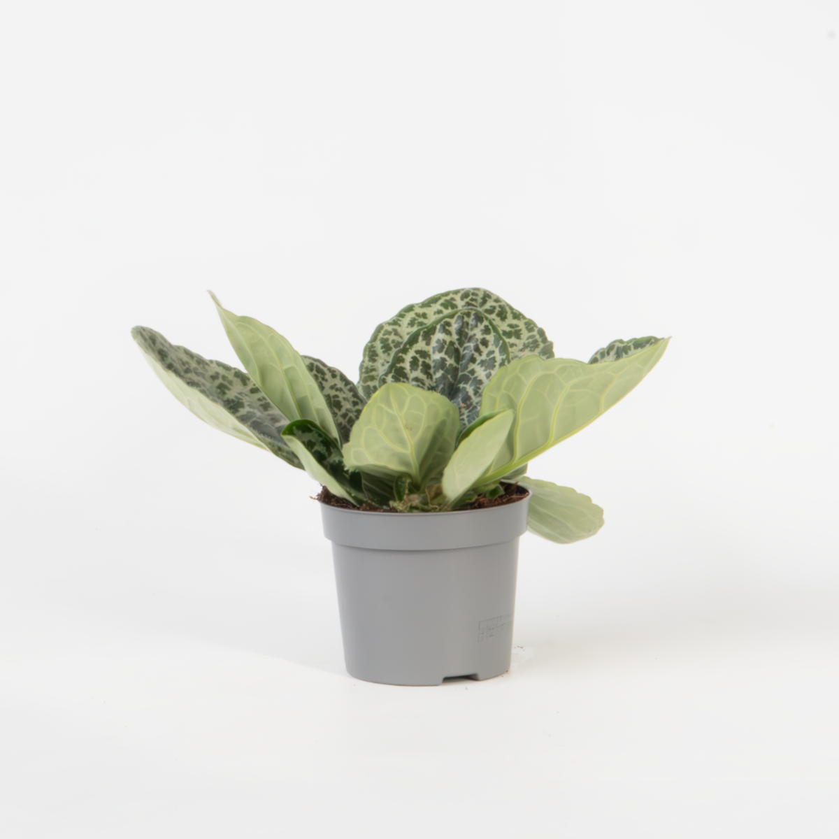 Other Green Houseplants Drehfrucht - Streptocarpus 'Pretty Turtle' - Höhe 25-35Cm - ⌀13Cm 