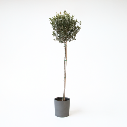 Olive Trees Olivenbaum - Olea Europaea - Höhe 155-170Cm - ⌀19Cm 