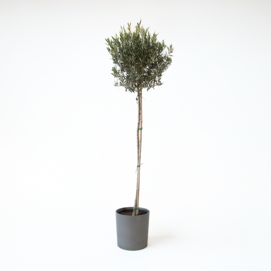 Olive Trees Olivenbaum - Olea Europaea - Höhe 155-170Cm - ⌀19Cm 