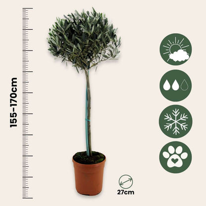 Olive Trees Olivenbaum - Olea Europaea - Höhe 155-170Cm - ⌀19Cm 
