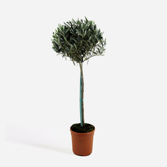 Olive Trees Olivenbaum - Olea Europaea - Höhe 155-170Cm - ⌀19Cm 