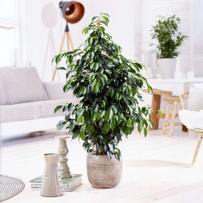 Ficus Geigenpflanze - Ficus Benjamina 'Danielle' - Höhe 100-110Cm - ⌀21Cm 