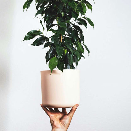 Ficus Geigenpflanze - Ficus Benjamina 'Danielle' - Höhe 100-110Cm - ⌀21Cm 