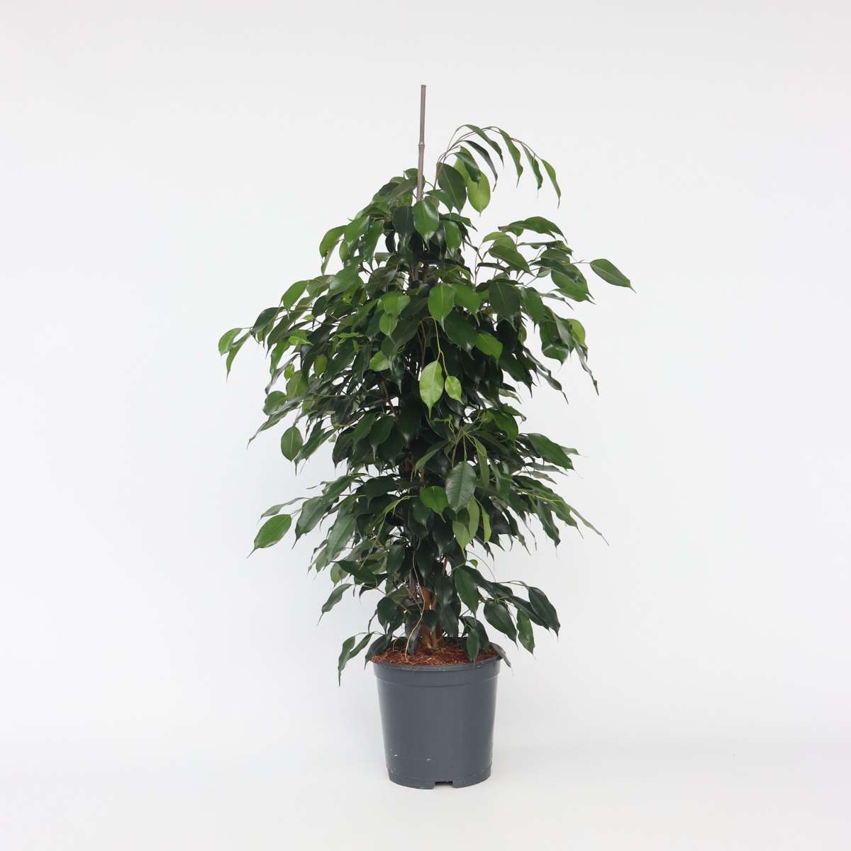 Ficus Geigenpflanze - Ficus Benjamina 'Danielle' - Höhe 100-110Cm - ⌀21Cm 
