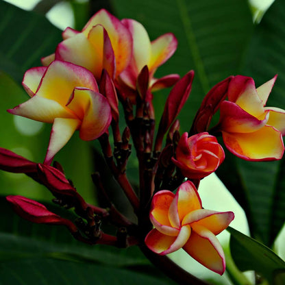 Blooming Houseplants Hawaii-Palme - Plumeria Rubra - Höhe 45-55Cm - ⌀17Cm 