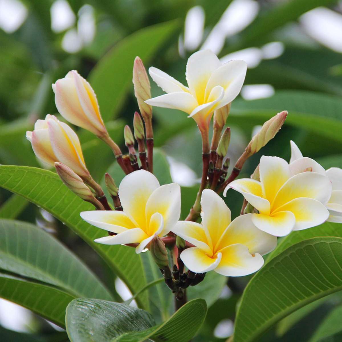 Blooming Houseplants Hawaii-Palme - Plumeria Rubra - Höhe 45-55Cm - ⌀17Cm 