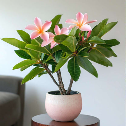 Blooming Houseplants Hawaii-Palme - Plumeria Rubra - Höhe 45-55Cm - ⌀17Cm 