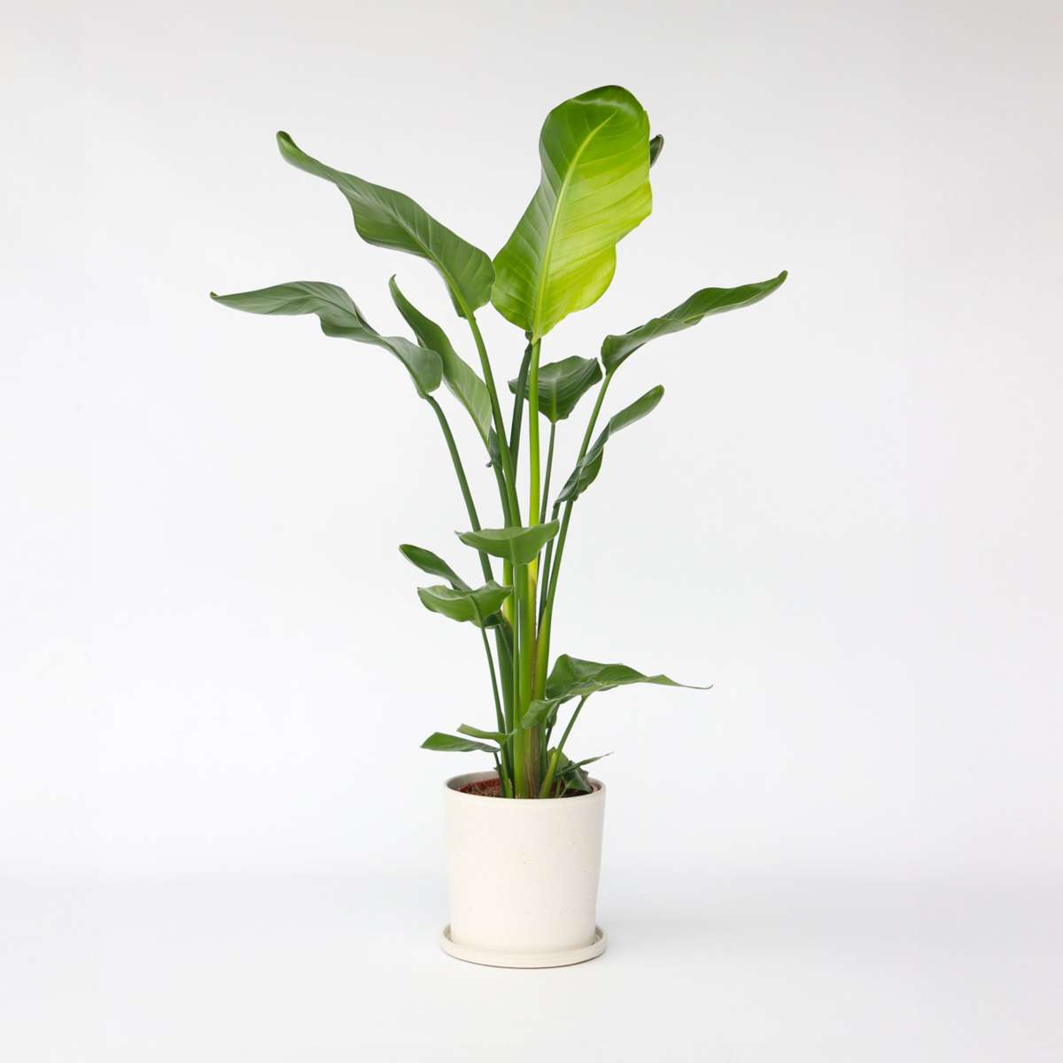 Strelitzia Paradiesvogelblume - Strelitzie - Strelitzia Nicolai - Höhe 90-110Cm - ⌀21Cm 