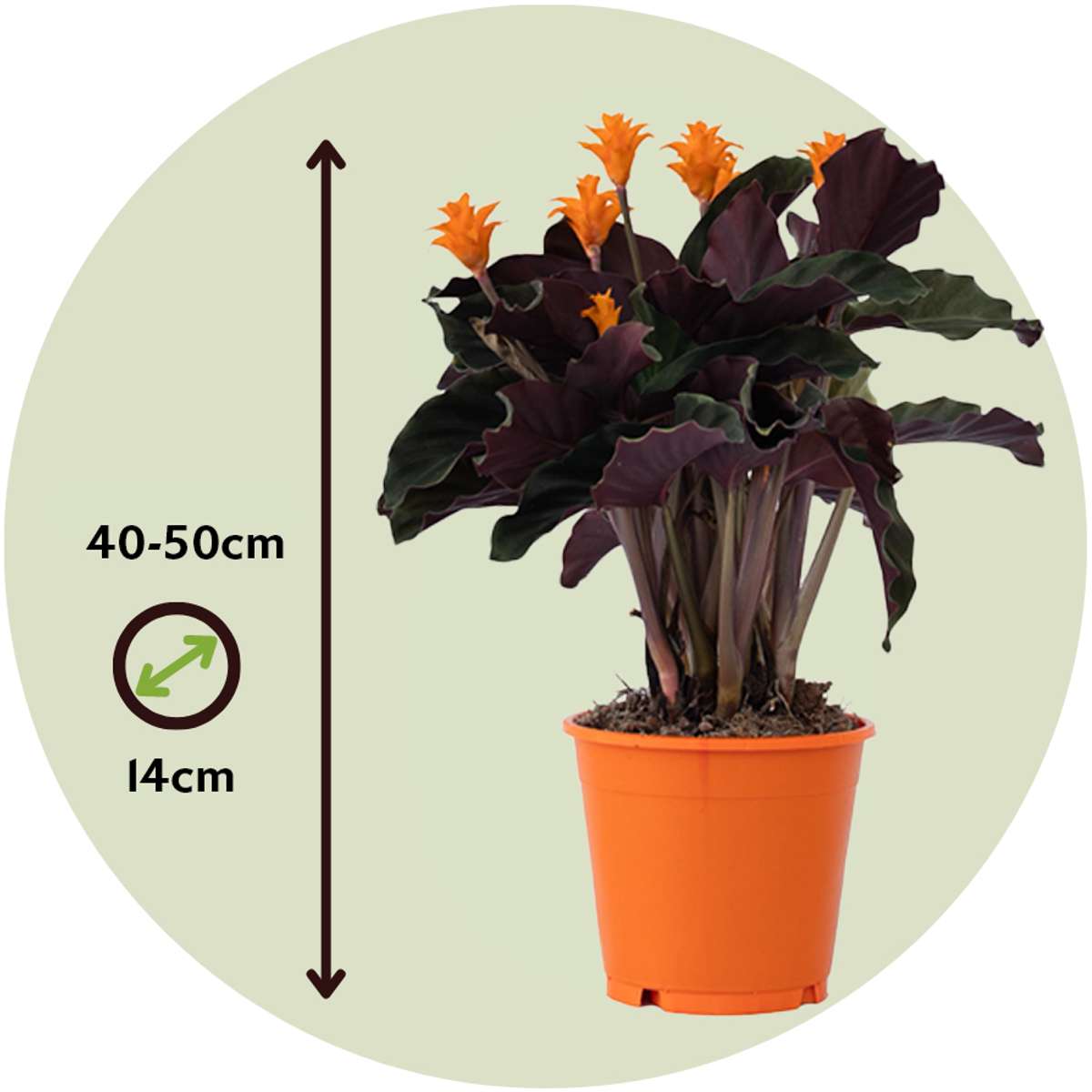 Other Green Houseplants Korbmarante - Calathea Crocata 'Tassmania' - Höhe 40-50Cm - ⌀14Cm 