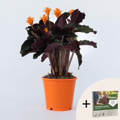 Other Green Houseplants Korbmarante - Calathea Crocata 'Tassmania' - Höhe 40-50Cm - ⌀14Cm 
