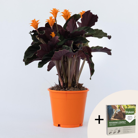 Other Green Houseplants Korbmarante - Calathea Crocata 'Tassmania' - Höhe 40-50Cm - ⌀14Cm 