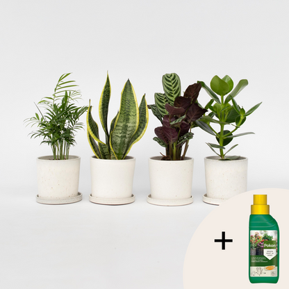 Other Green Houseplants Einfache Zimmerpflanzen - 4 Stk - Höhe 25-40Cm - ⌀12Cm 