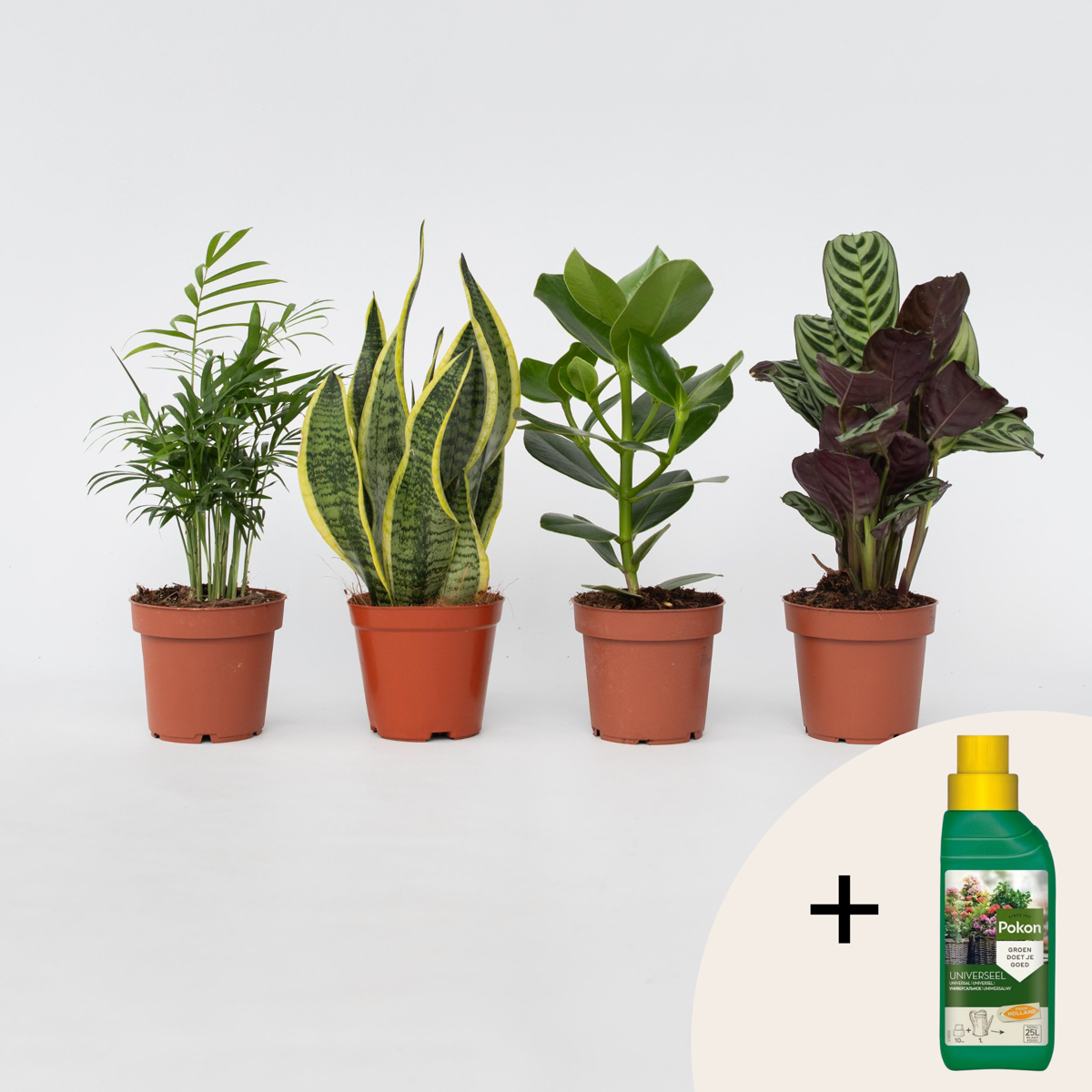 Other Green Houseplants Einfache Zimmerpflanzen - 4 Stk - Höhe 25-40Cm - ⌀12Cm 