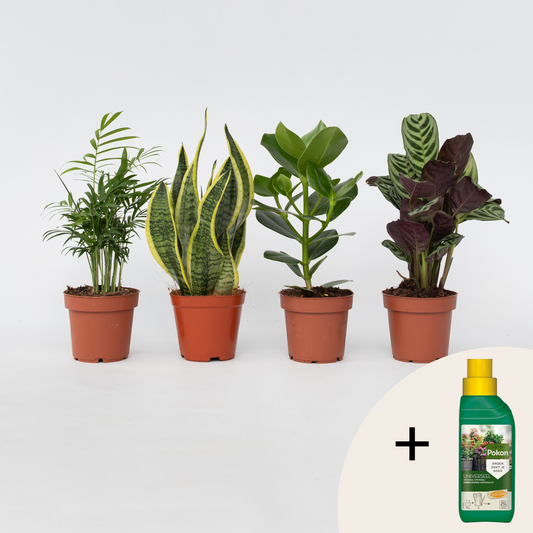 Other Green Houseplants Einfache Zimmerpflanzen - 4 Stk - Höhe 25-40Cm - ⌀12Cm 