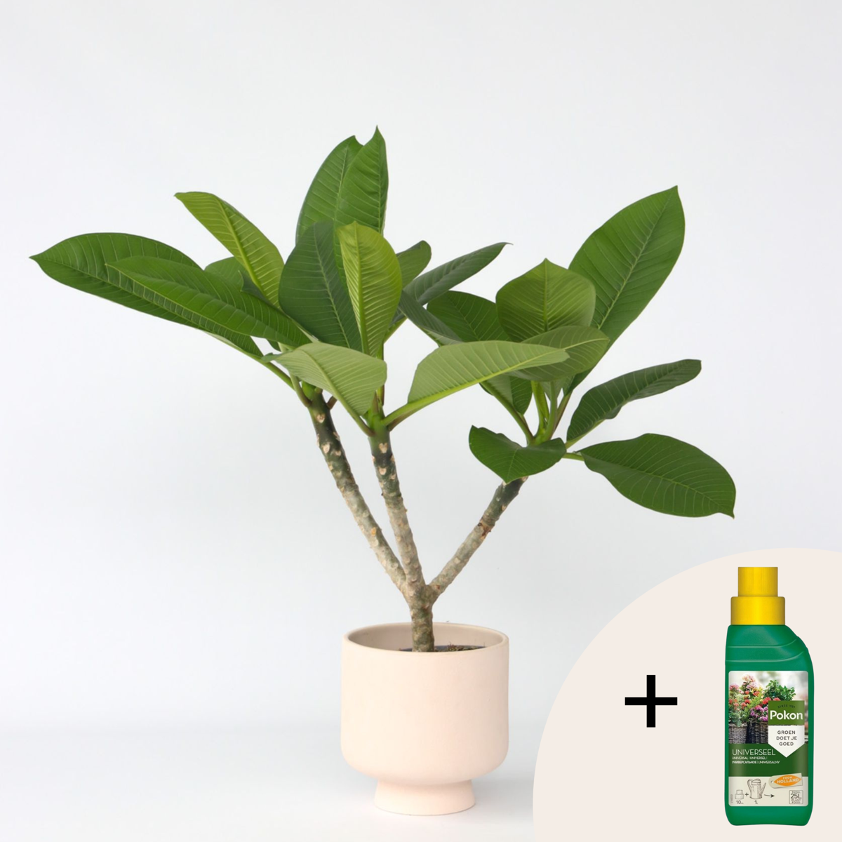 Other Green Houseplants Hawaii-Palme + Pflanzennahrung - Plumeria Rubra - Höhe 45-55Cm - ⌀17Cm 