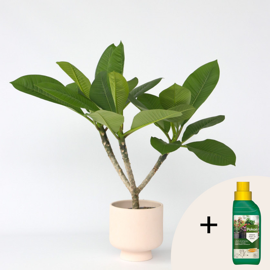 Other Green Houseplants Hawaii-Palme + Pflanzennahrung - Plumeria Rubra - Höhe 45-55Cm - ⌀17Cm 