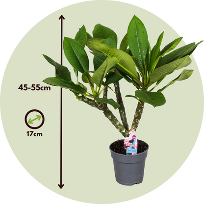 Other Green Houseplants Hawaii-Palme + Pflanzennahrung - Plumeria Rubra - Höhe 45-55Cm - ⌀17Cm 