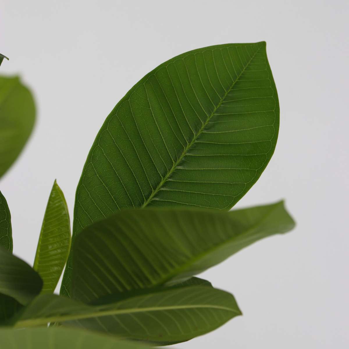 Other Green Houseplants Hawaii-Palme + Pflanzennahrung - Plumeria Rubra - Höhe 45-55Cm - ⌀17Cm 