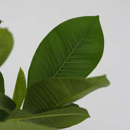 Other Green Houseplants Hawaii-Palme + Pflanzennahrung - Plumeria Rubra - Höhe 45-55Cm - ⌀17Cm 