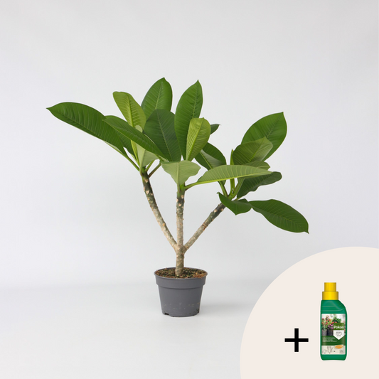 Other Green Houseplants Hawaii-Palme + Pflanzennahrung - Plumeria Rubra - Höhe 45-55Cm - ⌀17Cm 