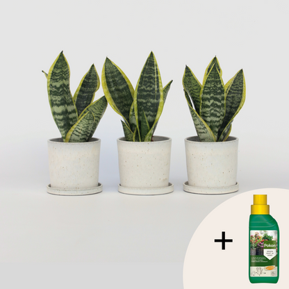 Sansevieria Bogenhanf - 3 Stk - Sansevieria 'Futura Superba' - Höhe 35-40Cm - ⌀12Cm 