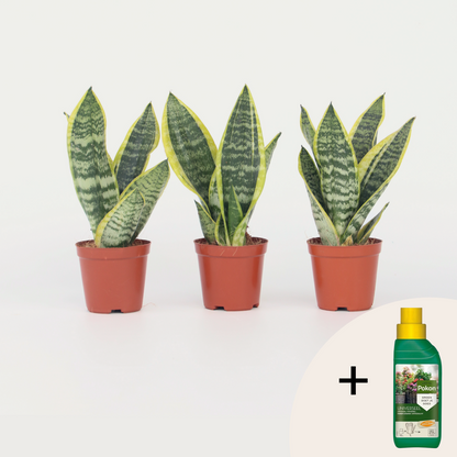 Sansevieria Bogenhanf - 3 Stk - Sansevieria 'Futura Superba' - Höhe 35-40Cm - ⌀12Cm 