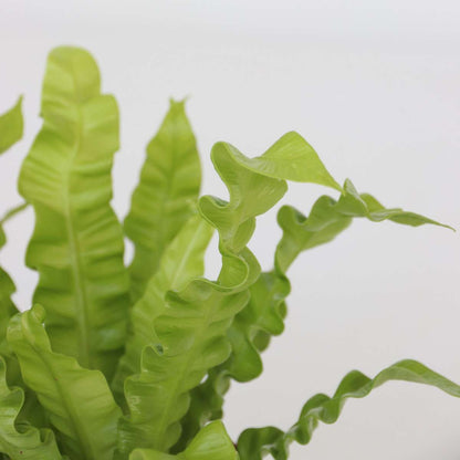 Other Green Houseplants Luftreinigende Zimmerpflanzen - 5 Stk - Höhe 25-40Cm - ⌀12Cm 