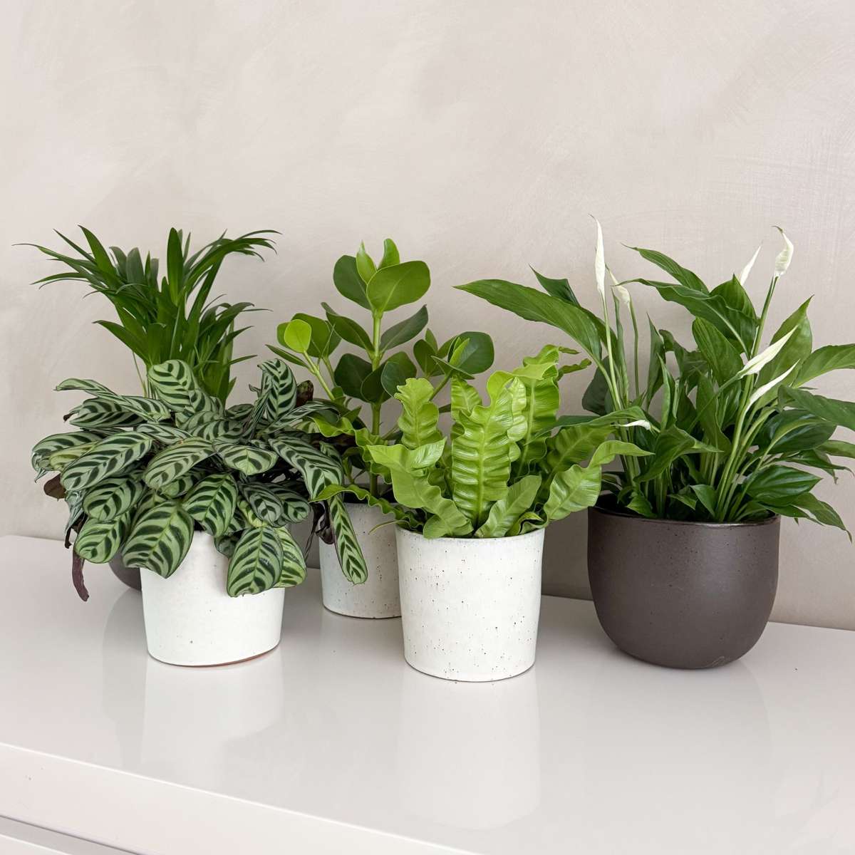 Other Green Houseplants Luftreinigende Zimmerpflanzen - 5 Stk - Höhe 25-40Cm - ⌀12Cm 