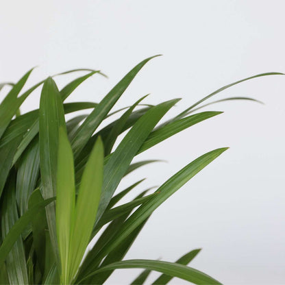 Other Green Houseplants Luftreinigende Zimmerpflanzen - 5 Stk - Höhe 25-40Cm - ⌀12Cm 