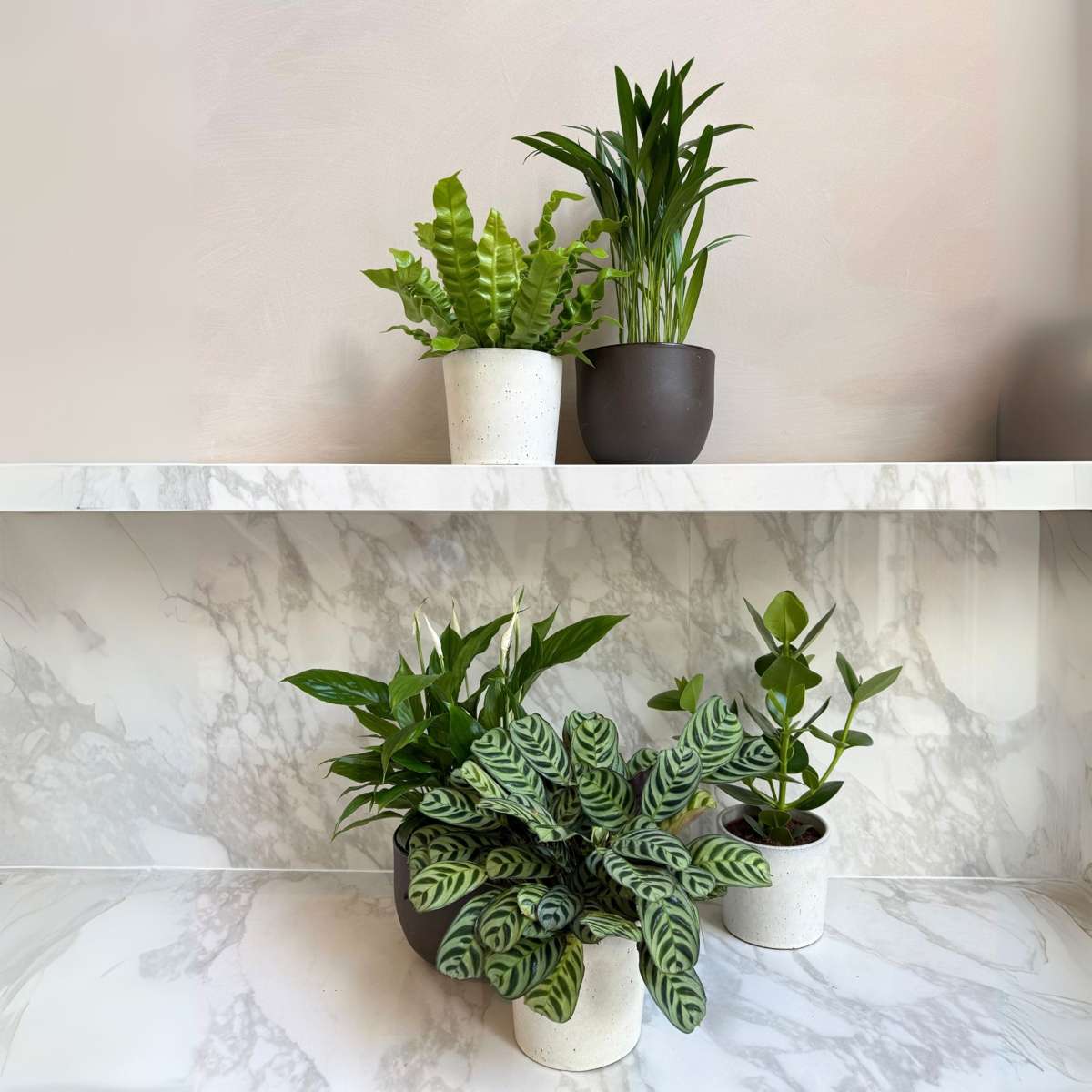 Other Green Houseplants Luftreinigende Zimmerpflanzen - 5 Stk - Höhe 25-40Cm - ⌀12Cm 