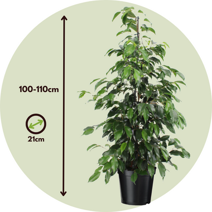 Other Green Houseplants Geigenpflanze - Ficus Benjamina 'Danielle' - Höhe 100-110Cm - ⌀21Cm 