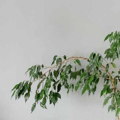 Other Green Houseplants Geigenpflanze - Ficus Benjamina 'Danielle' - Höhe 100-110Cm - ⌀21Cm 